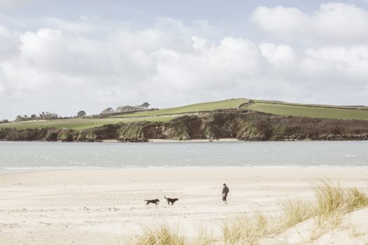 Dog walking on Rock beach, North Cornwall